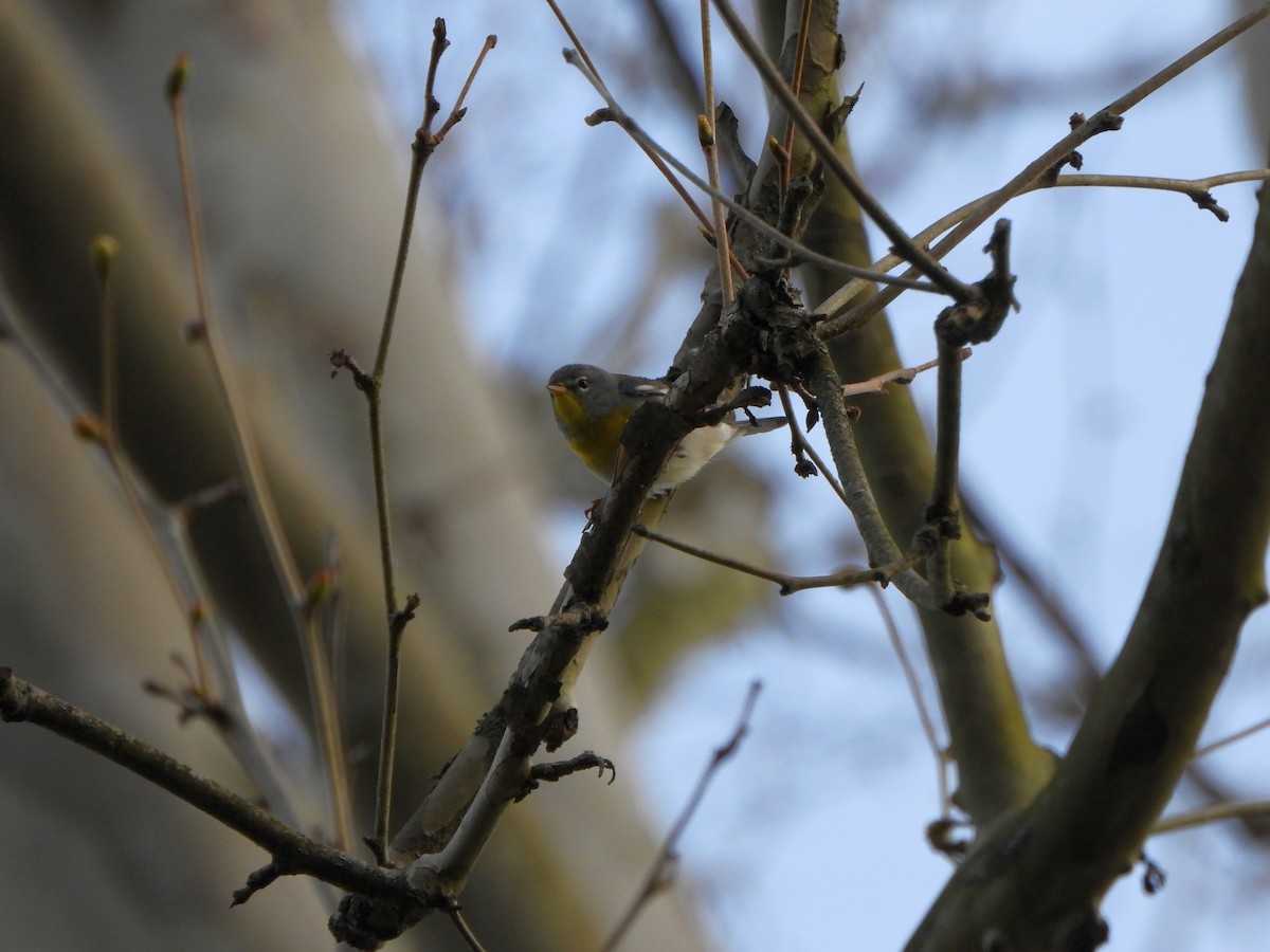 Northern Parula - ML617841958