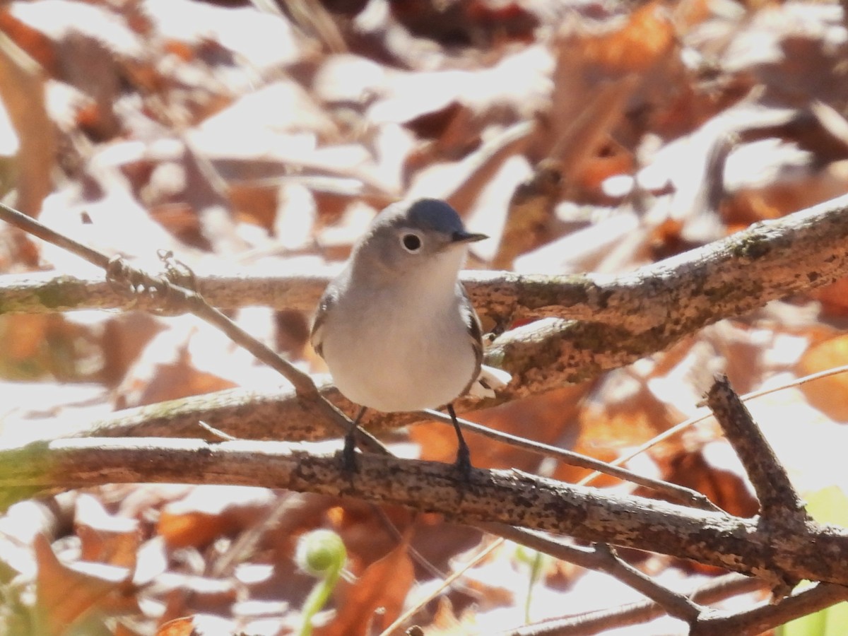 Blue-gray Gnatcatcher - ML617841960