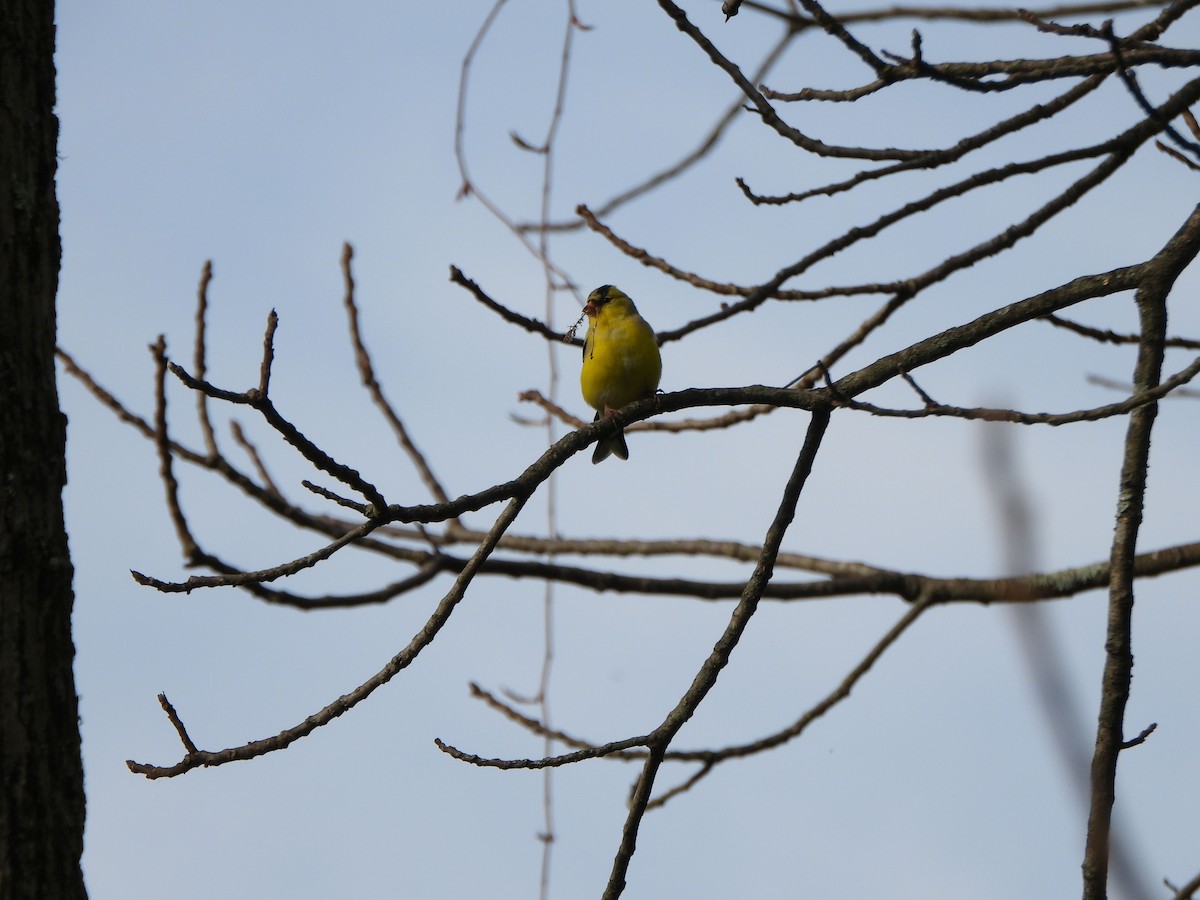 American Goldfinch - ML617841971