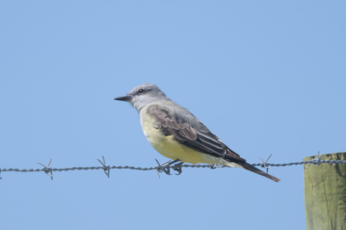 Western Kingbird - ML617841975