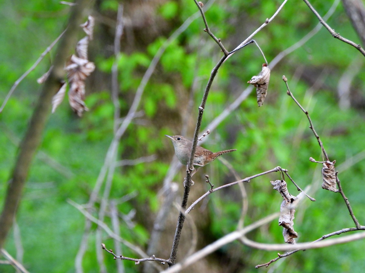 Northern House Wren - ML617841979