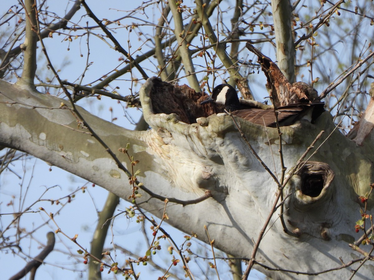 Canada Goose - ML617841986