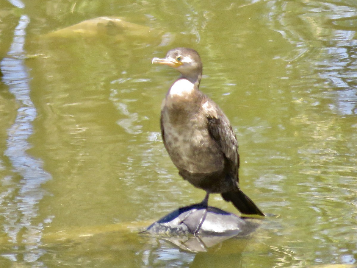 Neotropic Cormorant - ML617841994