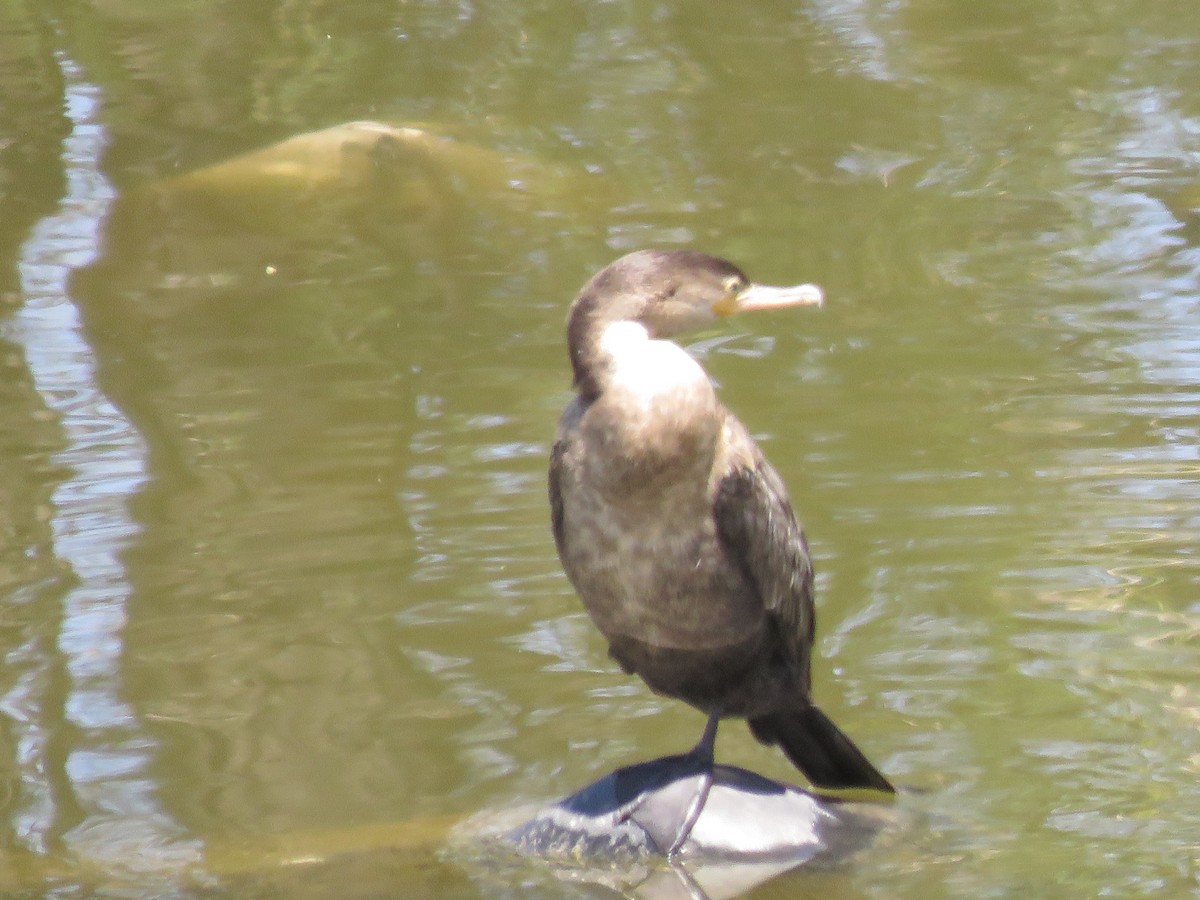 Neotropic Cormorant - ML617841995