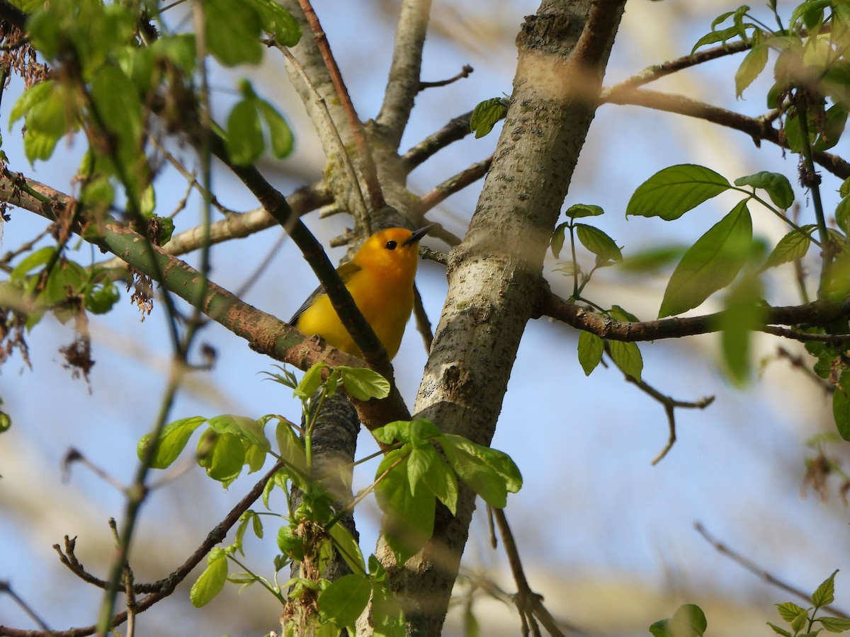 Prothonotary Warbler - ML617841998