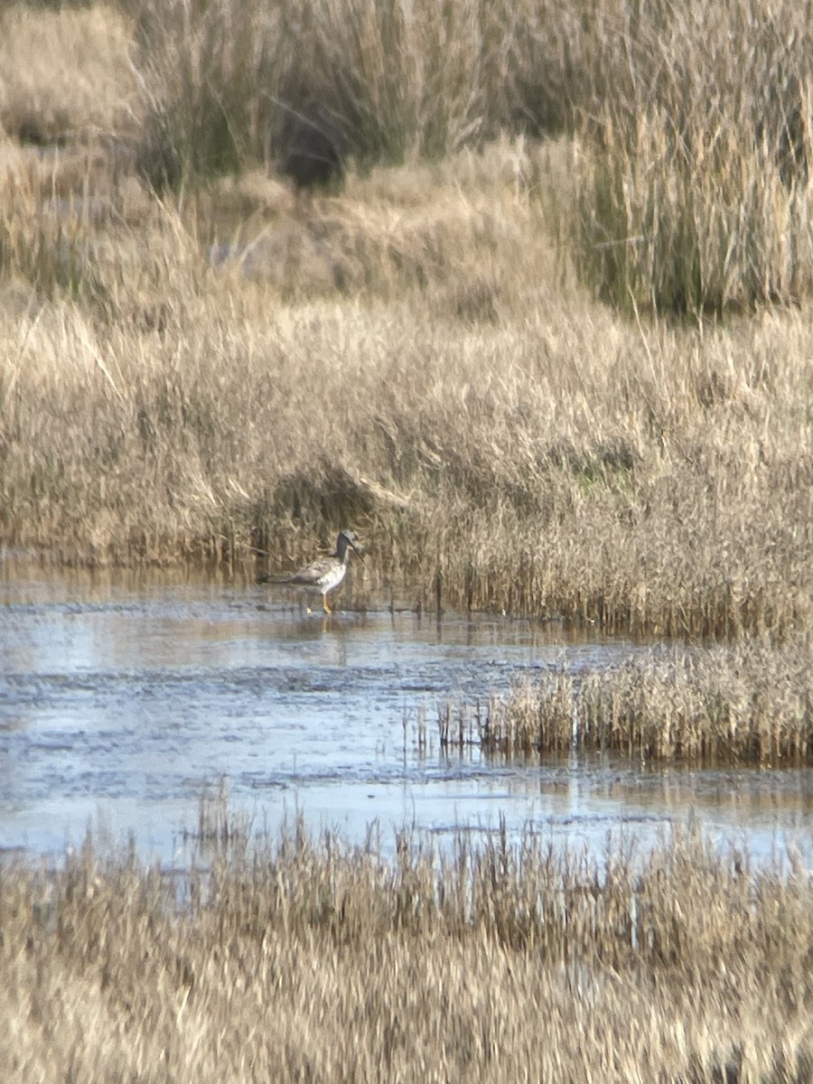 Greater Yellowlegs - Dave Votta