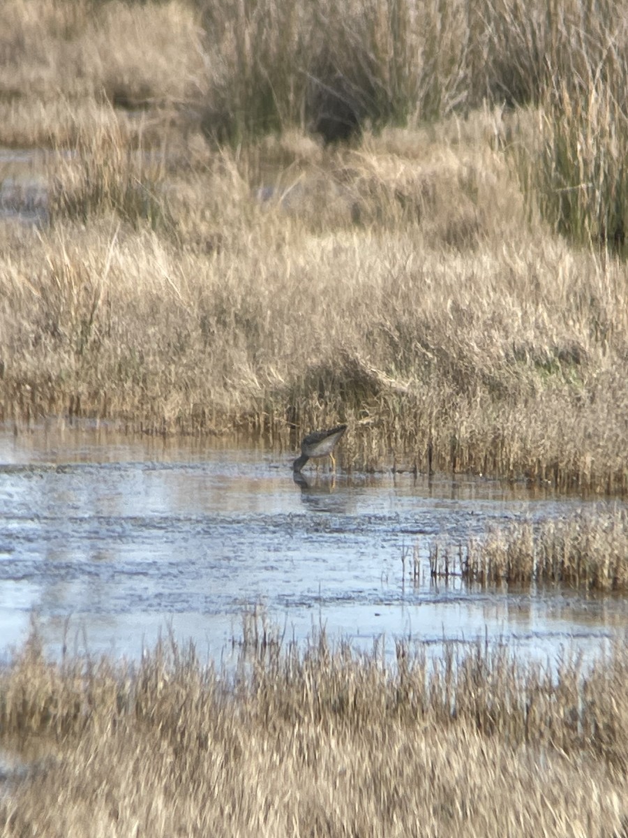 Greater Yellowlegs - ML617842005