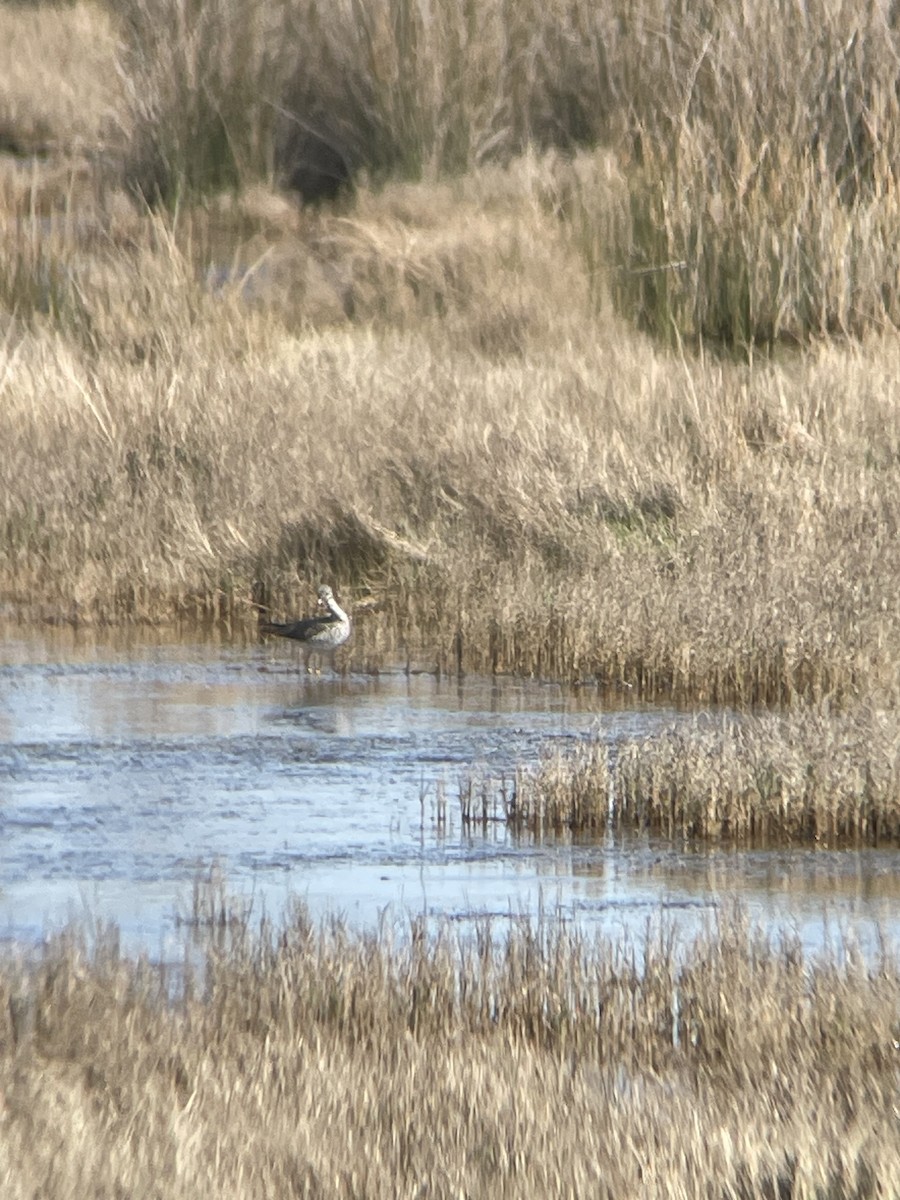 Greater Yellowlegs - ML617842006