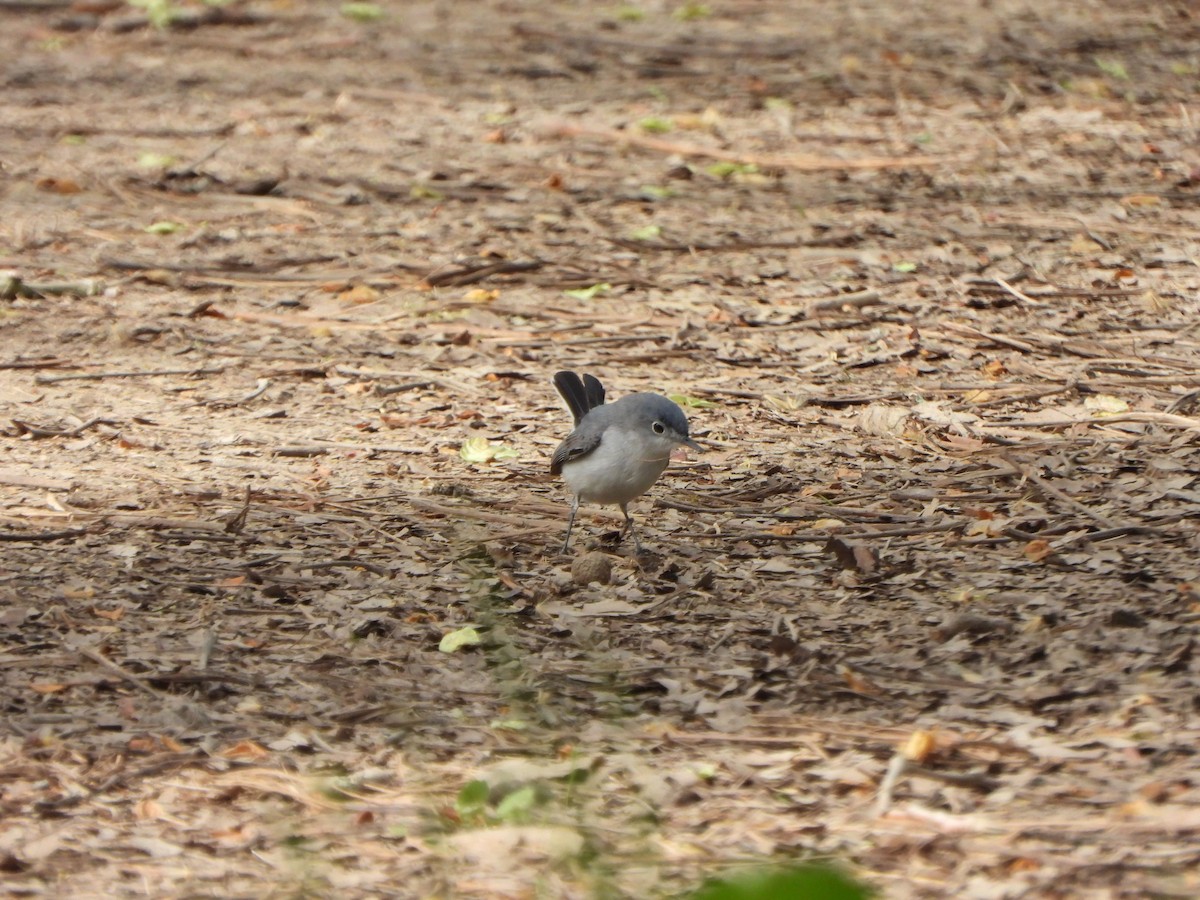 Blue-gray Gnatcatcher - ML617842008