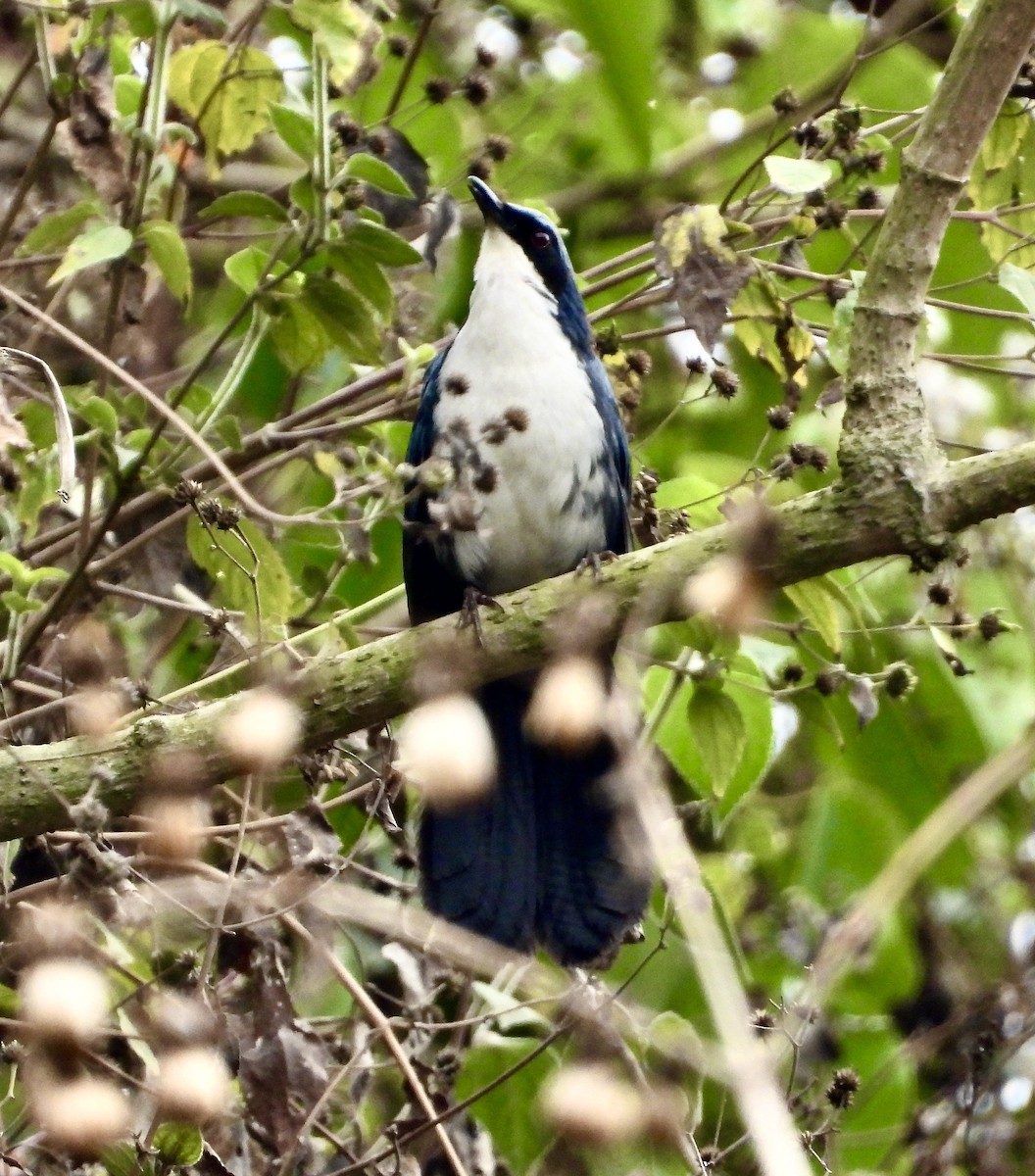 Mulato Pechiblanco - ML617842014