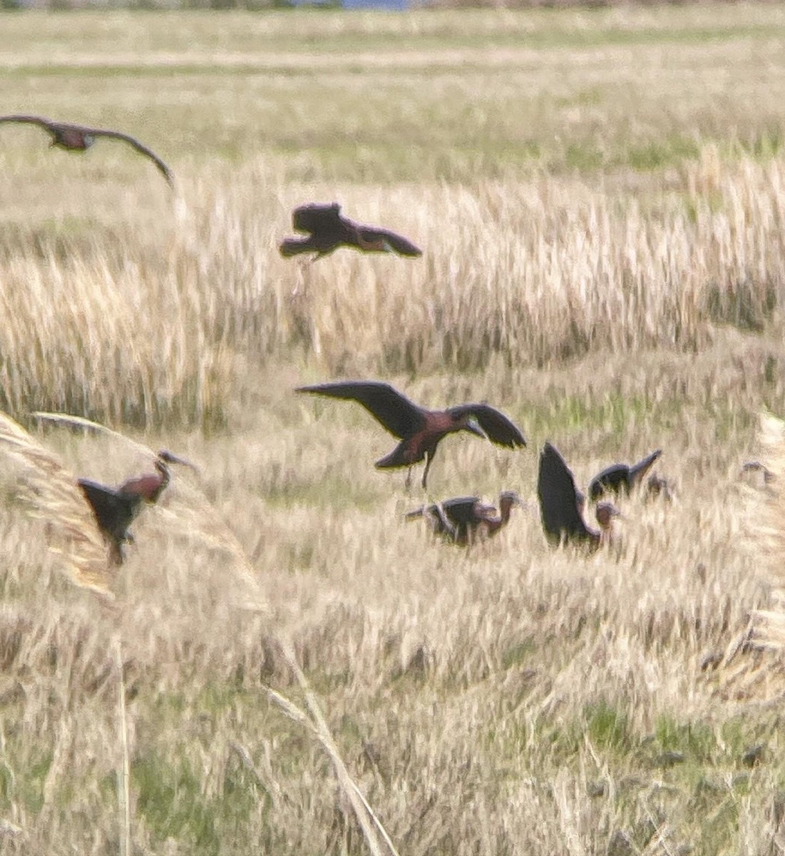 Glossy Ibis - ML617842018