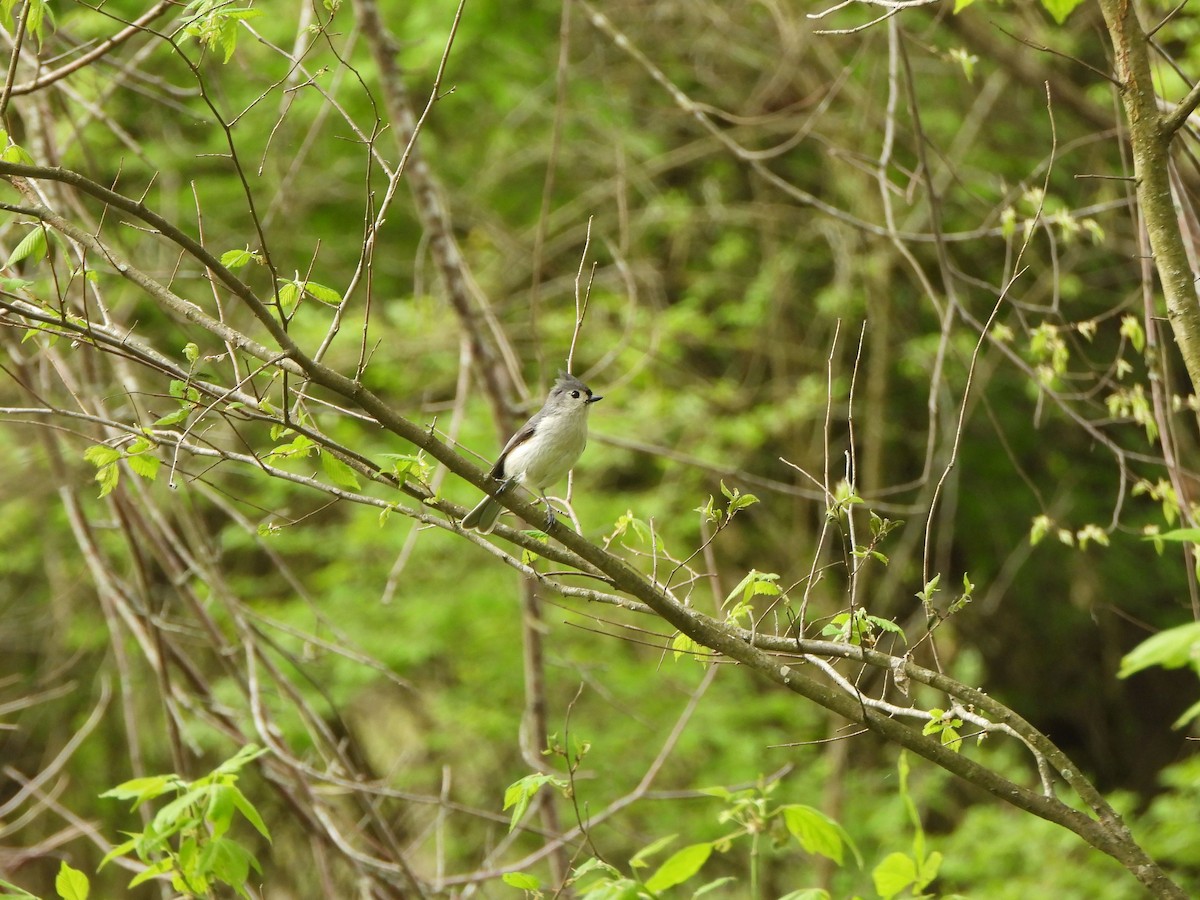 Tufted Titmouse - ML617842019