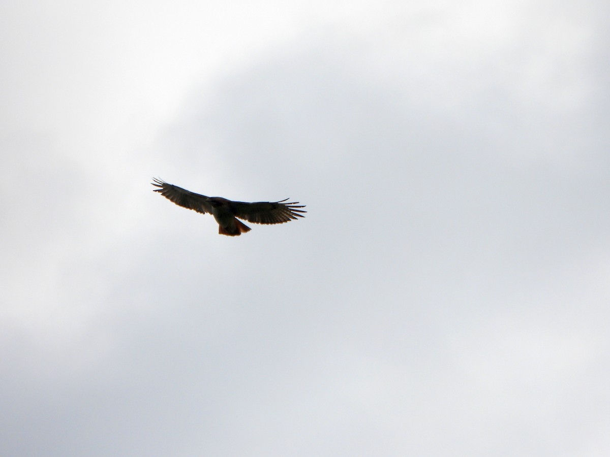 Red-tailed Hawk - ML617842037