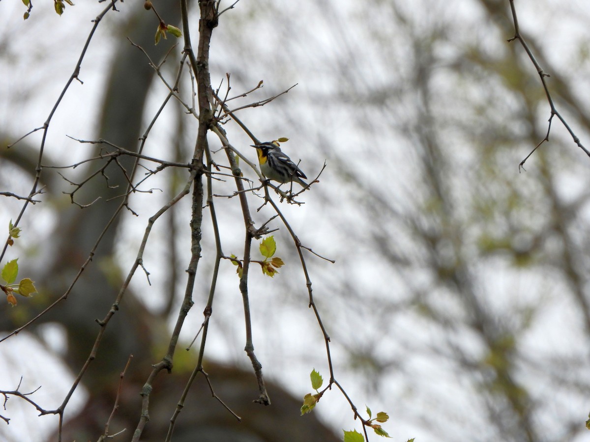 Yellow-throated Warbler - ML617842051
