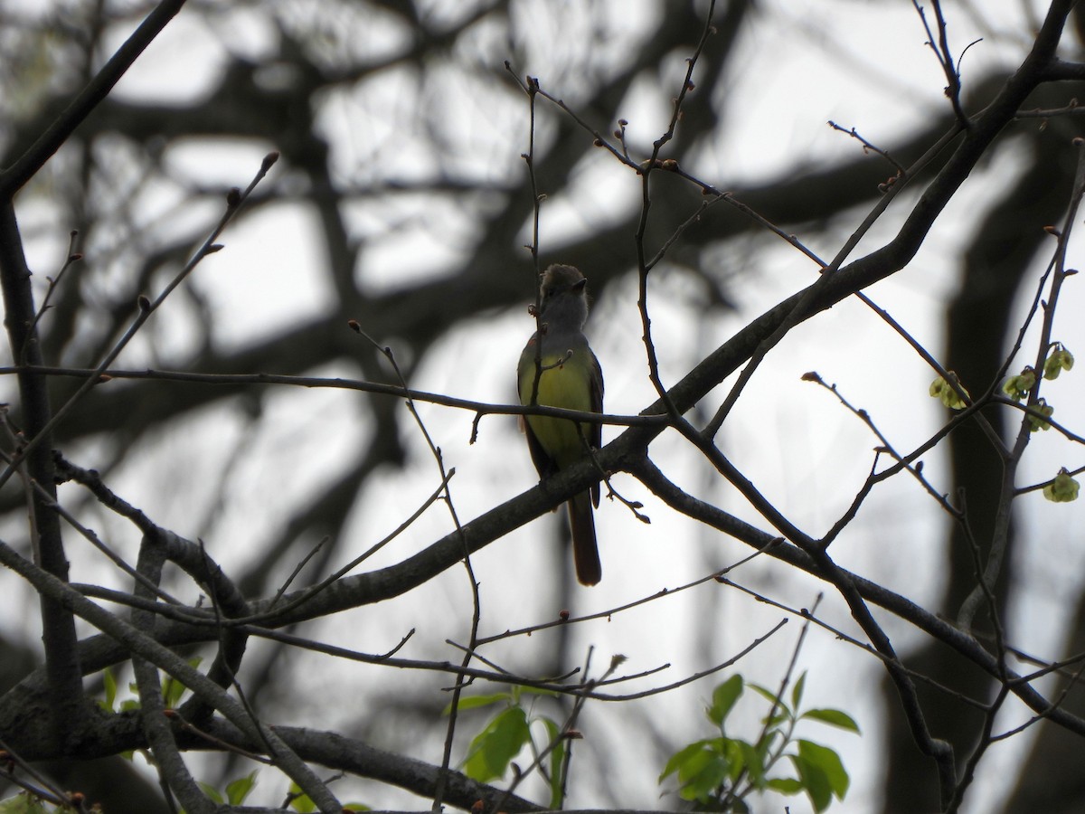 Great Crested Flycatcher - ML617842065