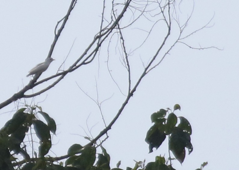 Yellow-billed Cotinga - Geert Bouke Kortleve