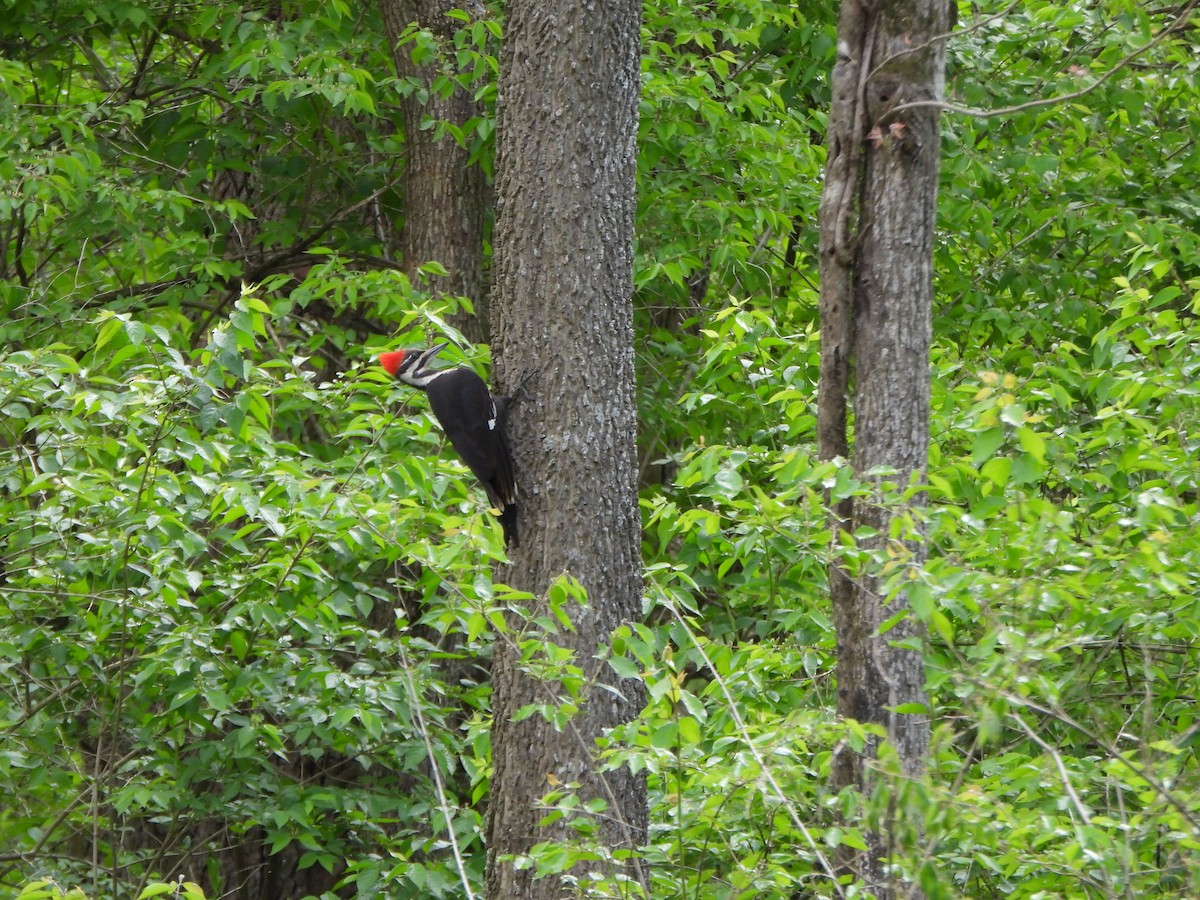 Pileated Woodpecker - ML617842083