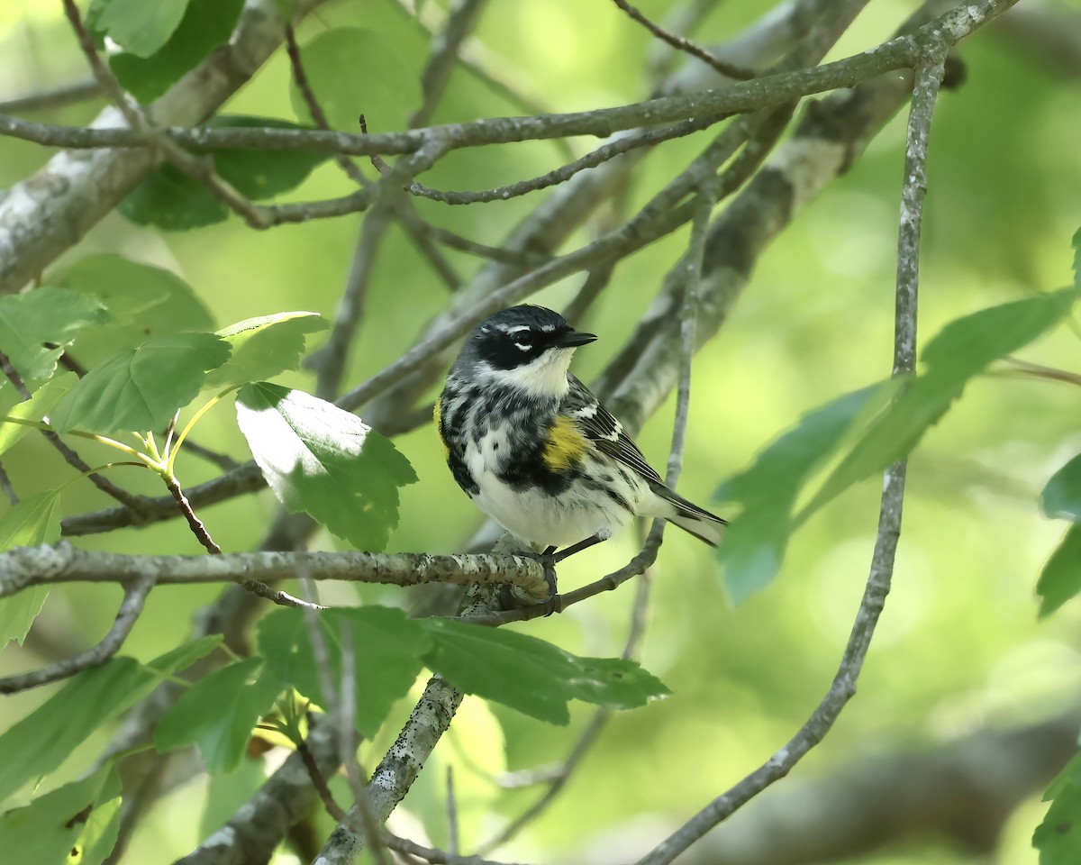 Reinita Coronada (coronata) - ML617842092