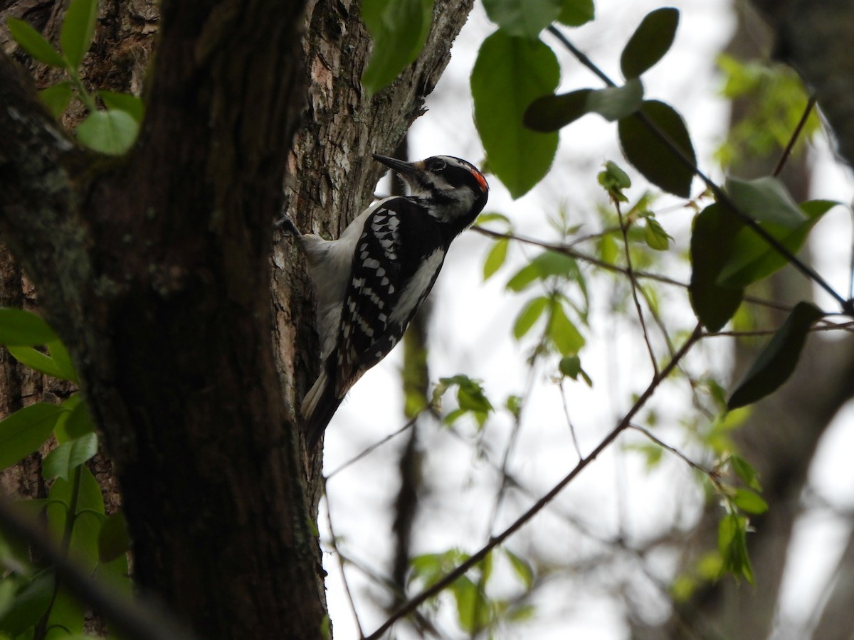 Hairy Woodpecker - ML617842101