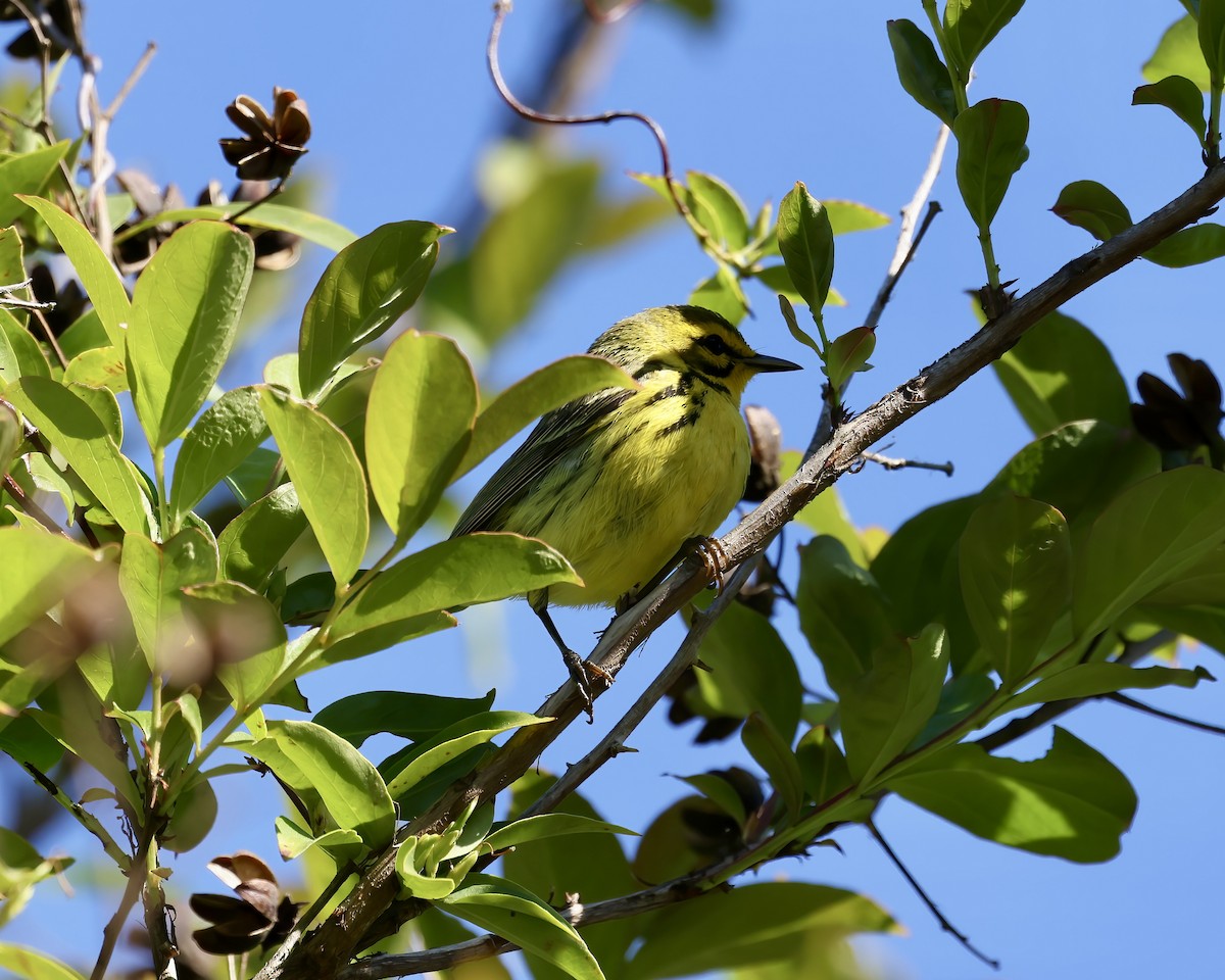 Prairie Warbler - ML617842105