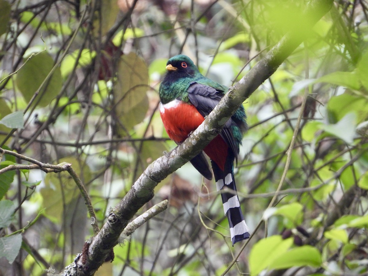 Mountain Trogon - Kisa Weeman