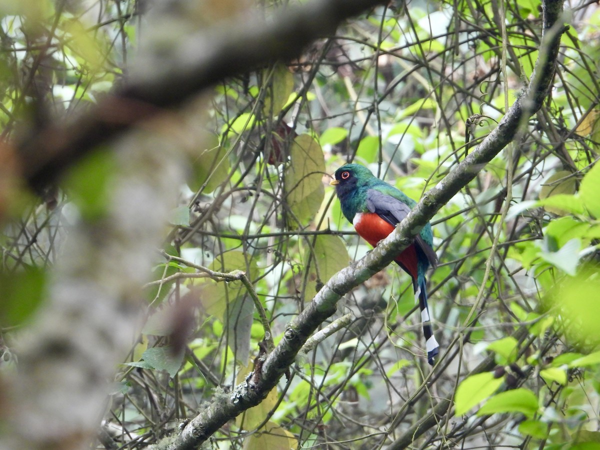 Mountain Trogon - Kisa Weeman