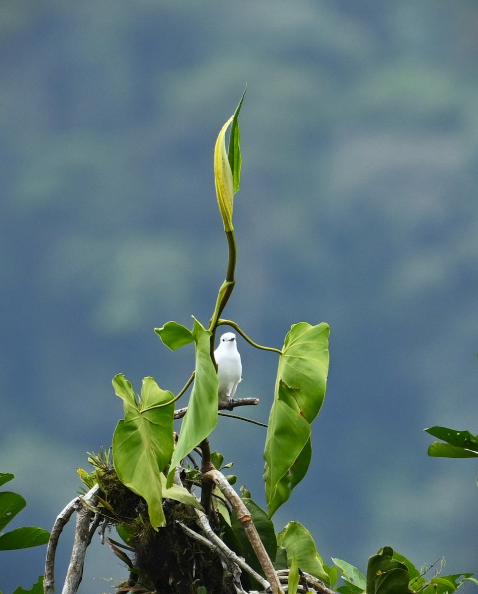 Black-tipped Cotinga - Marcelo Donoso