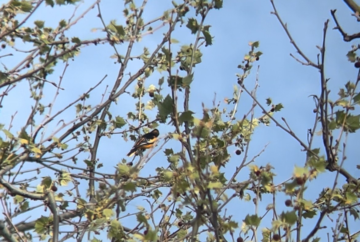 Hybride Oriole de Bullock x O. de Baltimore - ML617842209