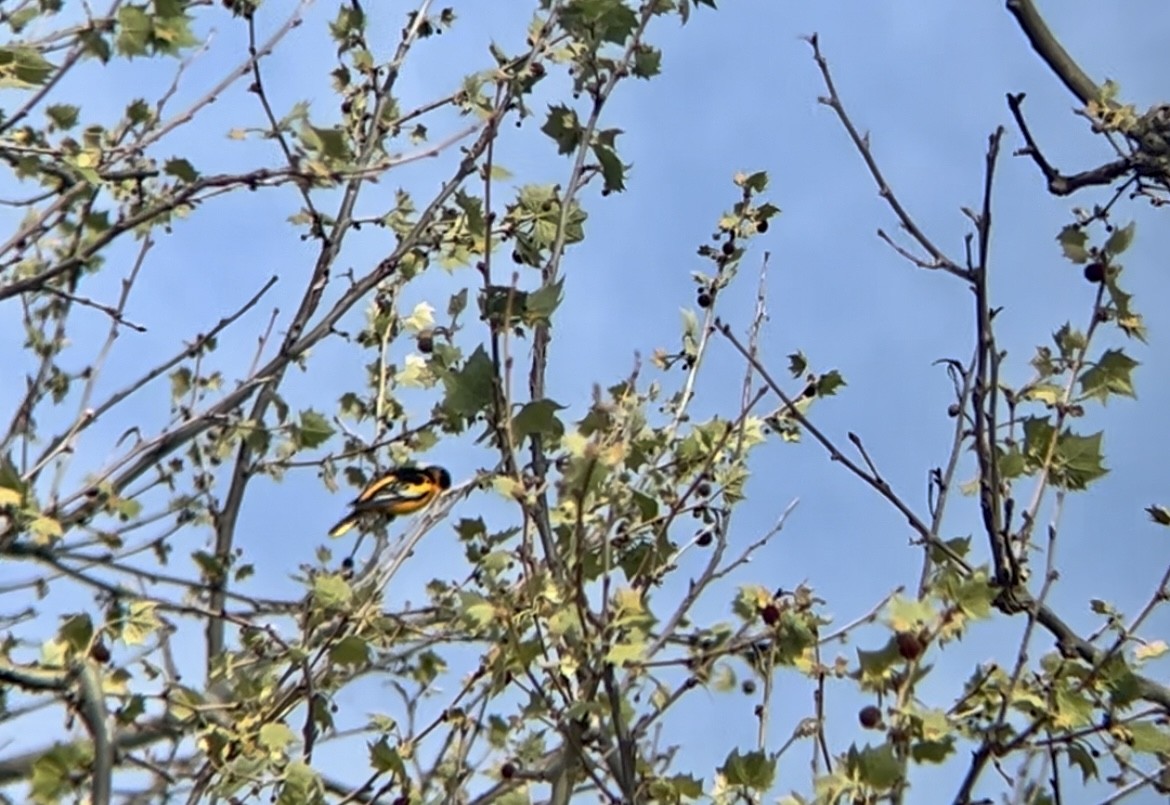 Bullock's x Baltimore Oriole (hybrid) - ML617842210