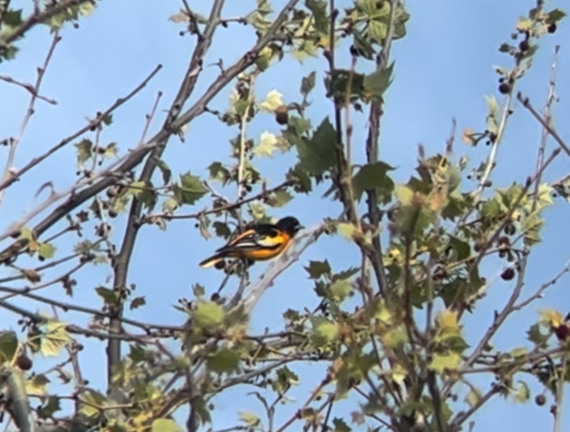 Bullock's x Baltimore Oriole (hybrid) - ML617842211