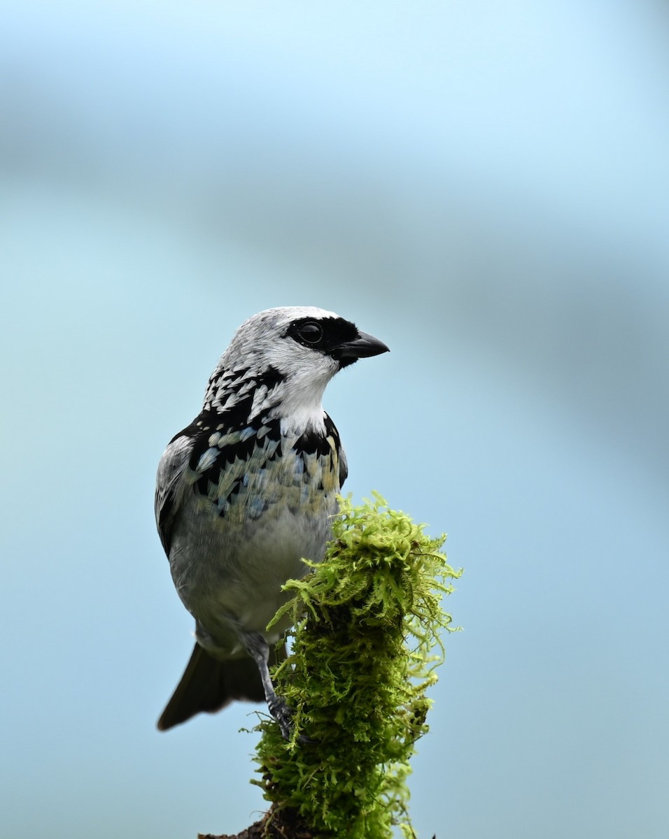 Gray-and-gold Tanager - ML617842224