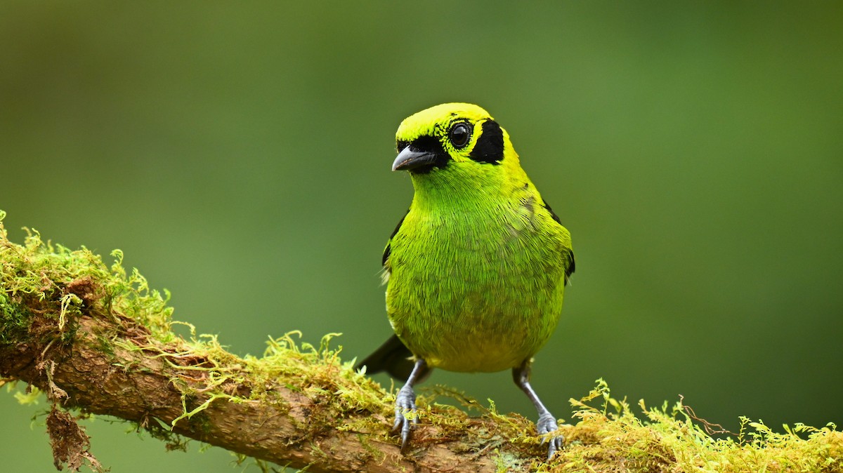 Emerald Tanager - Marcelo Donoso