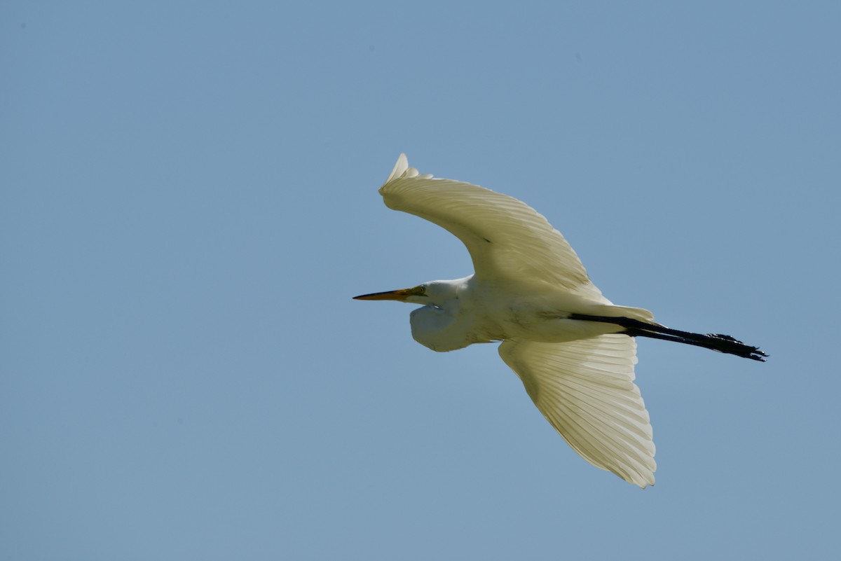 Great Egret - ML617842246