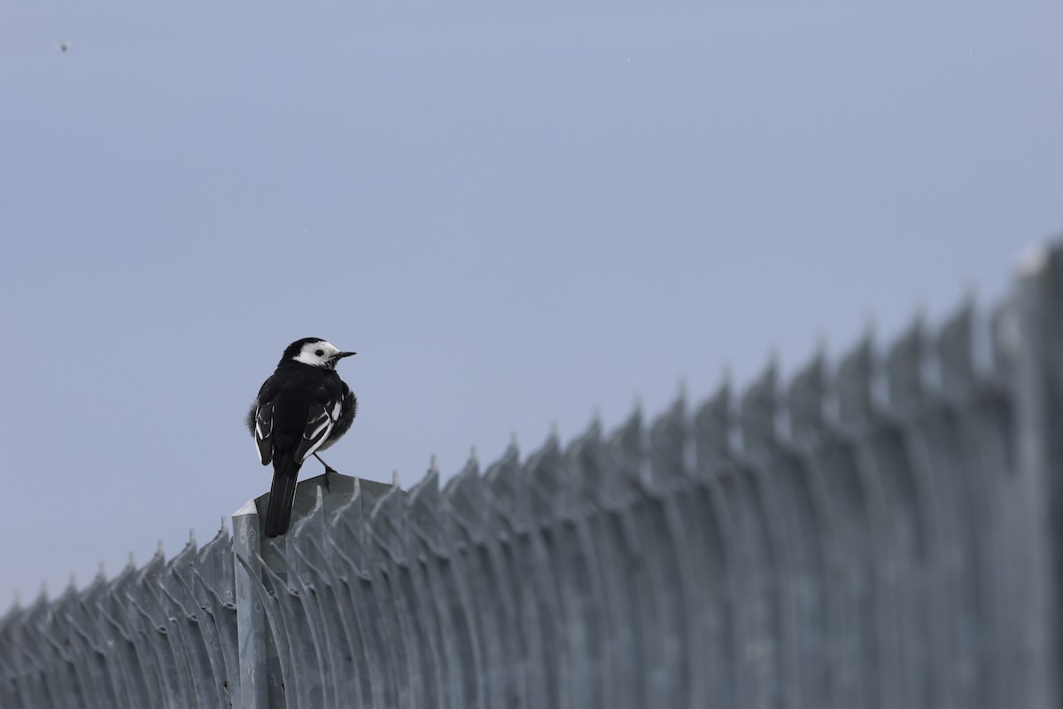 White Wagtail - ML617842250