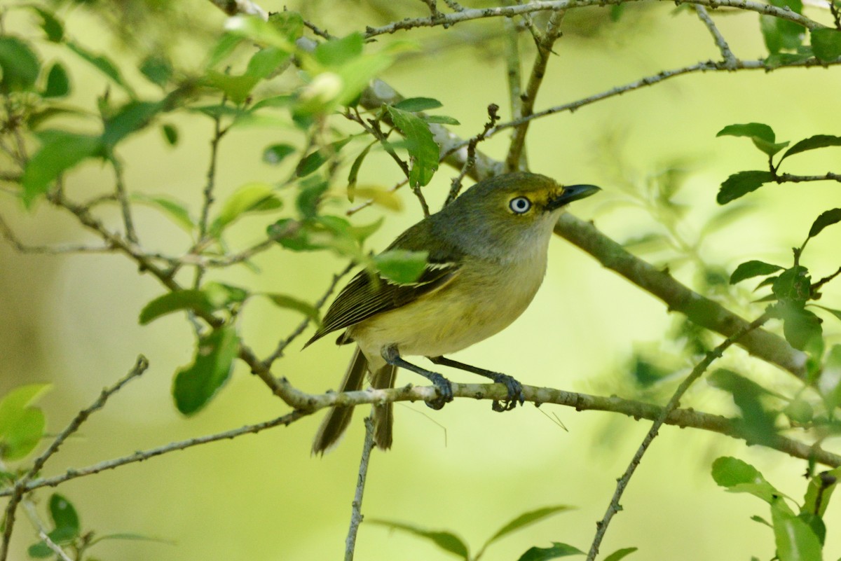 Vireo Ojiblanco - ML617842262