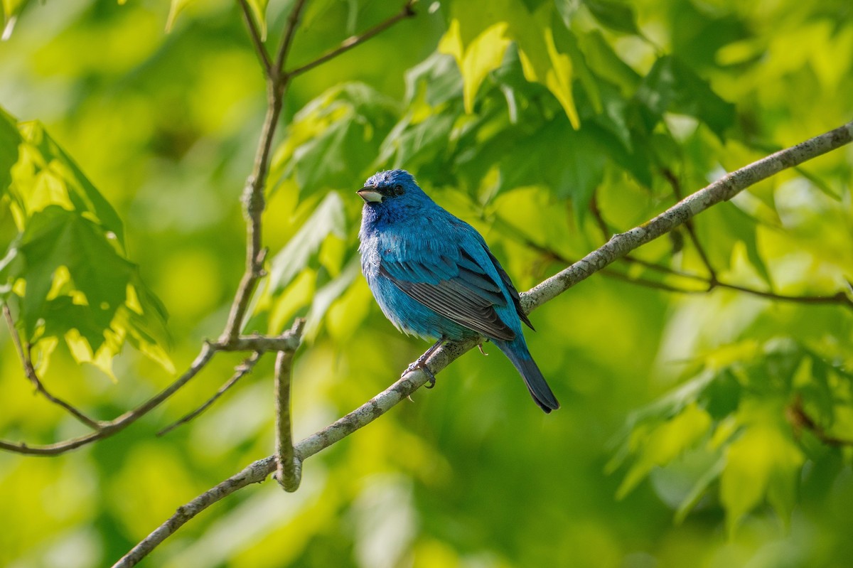 Indigo Bunting - Richard Pockat