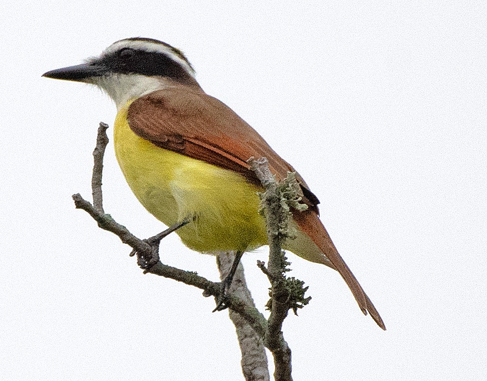 Great Kiskadee - ML617842303