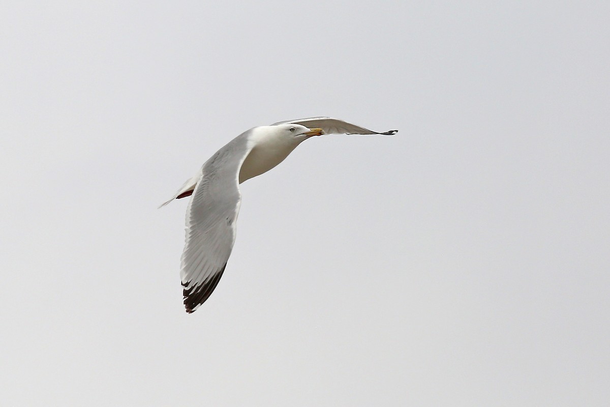 Herring Gull (American) - ML617842332