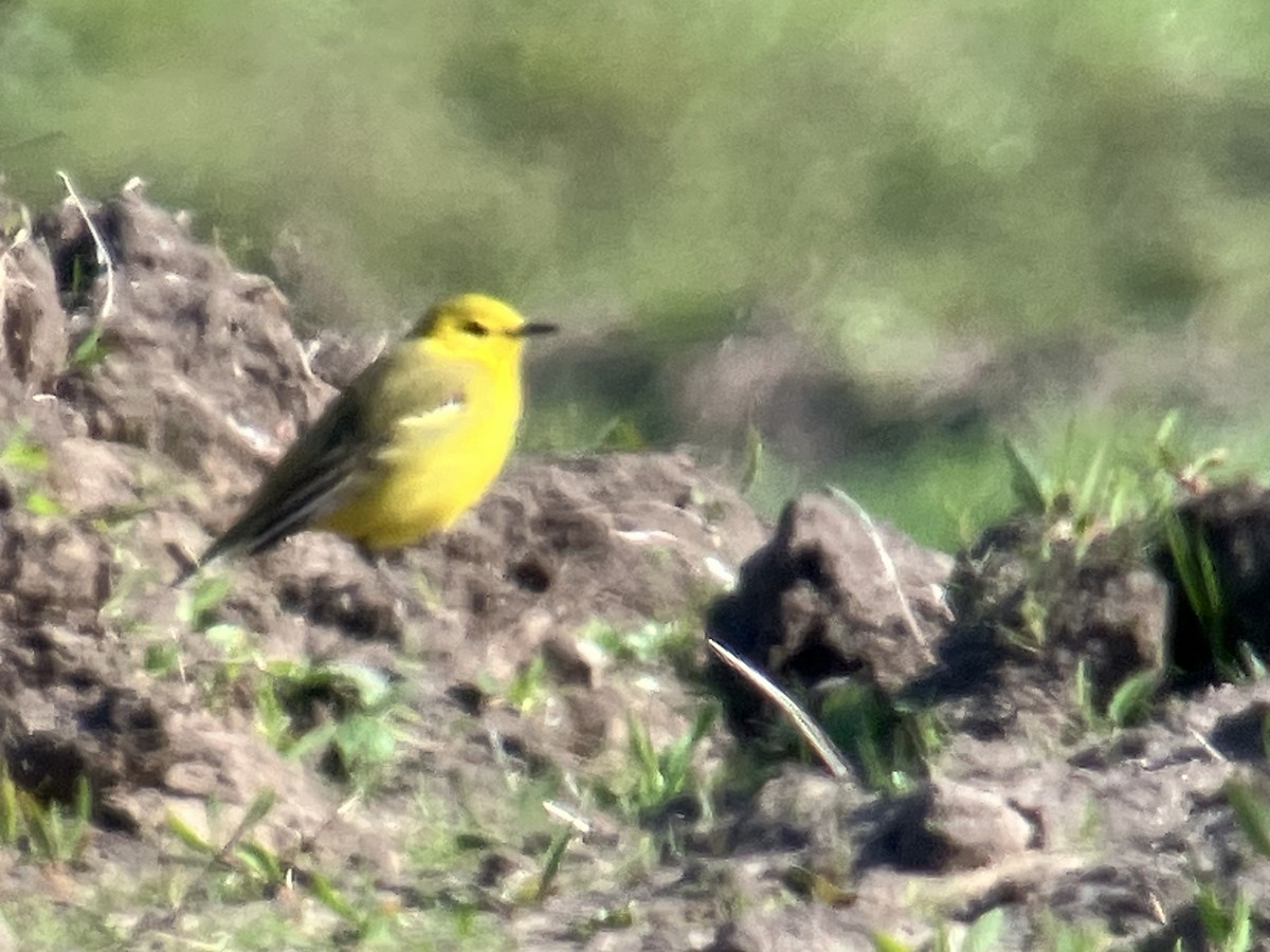 Western Yellow Wagtail (flavissima) - Cian Cardiff