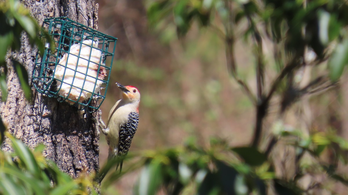 Red-bellied Woodpecker - ML617842431