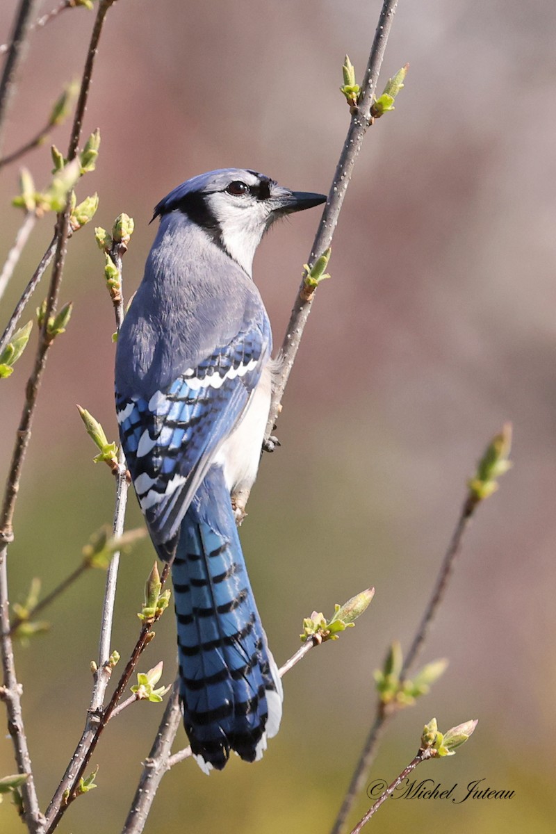 Blue Jay - ML617842478