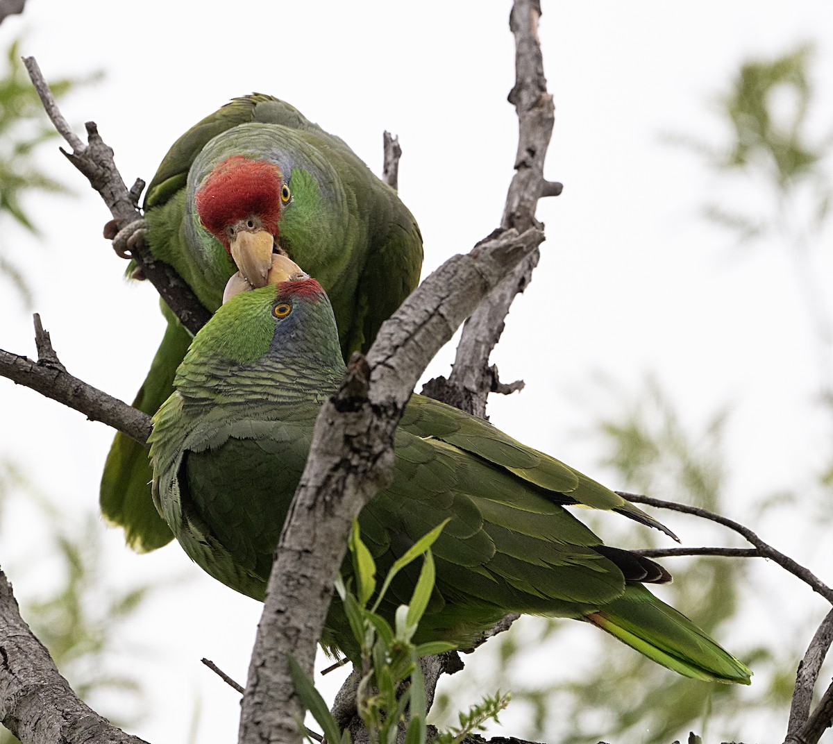 parrot sp. - Terry  Hurst