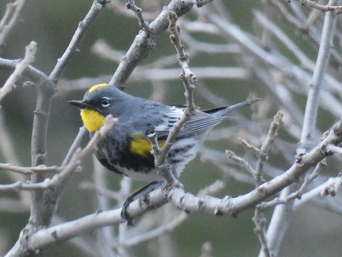Yellow-rumped Warbler (Audubon's) - ML617842528
