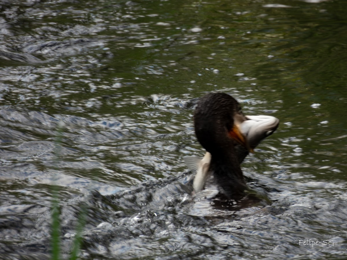 Neotropic Cormorant - ML617842559