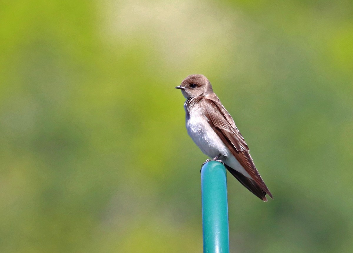 Northern Rough-winged Swallow - ML617842560