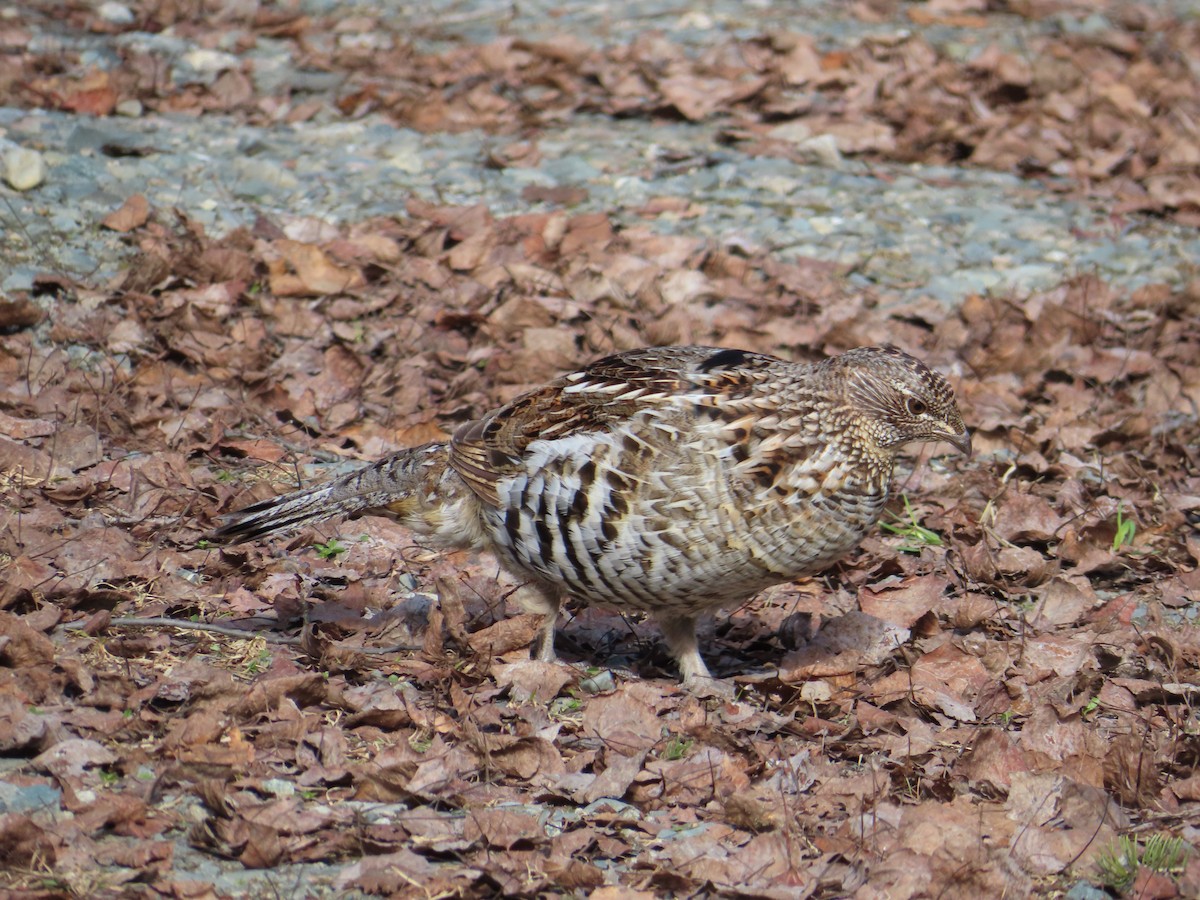 Ruffed Grouse - ML617842588