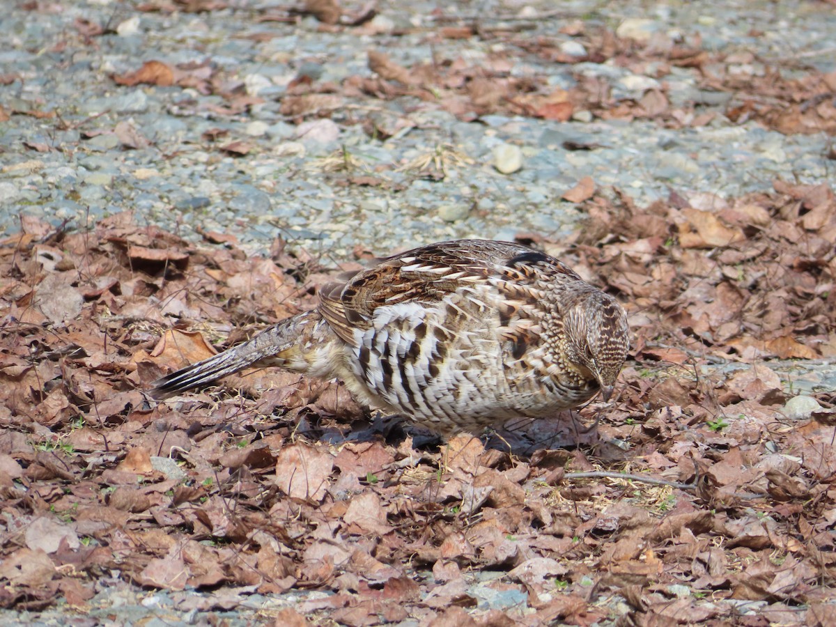 Ruffed Grouse - ML617842589