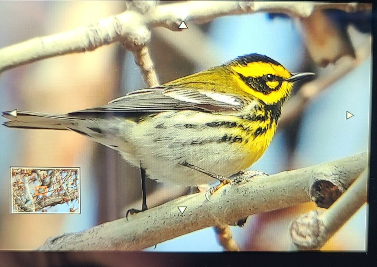 Townsend's Warbler - ML617842609