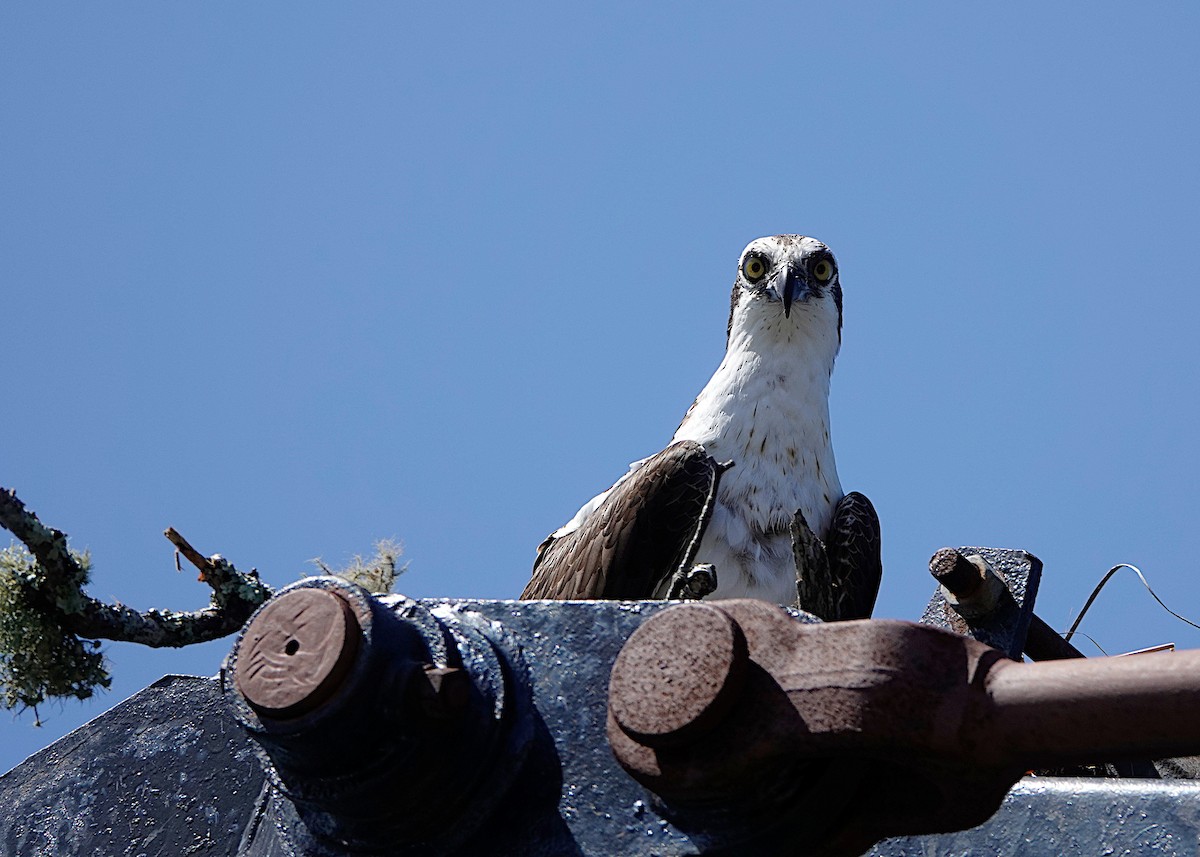 Osprey - Peter Fang/ Gloria Smith