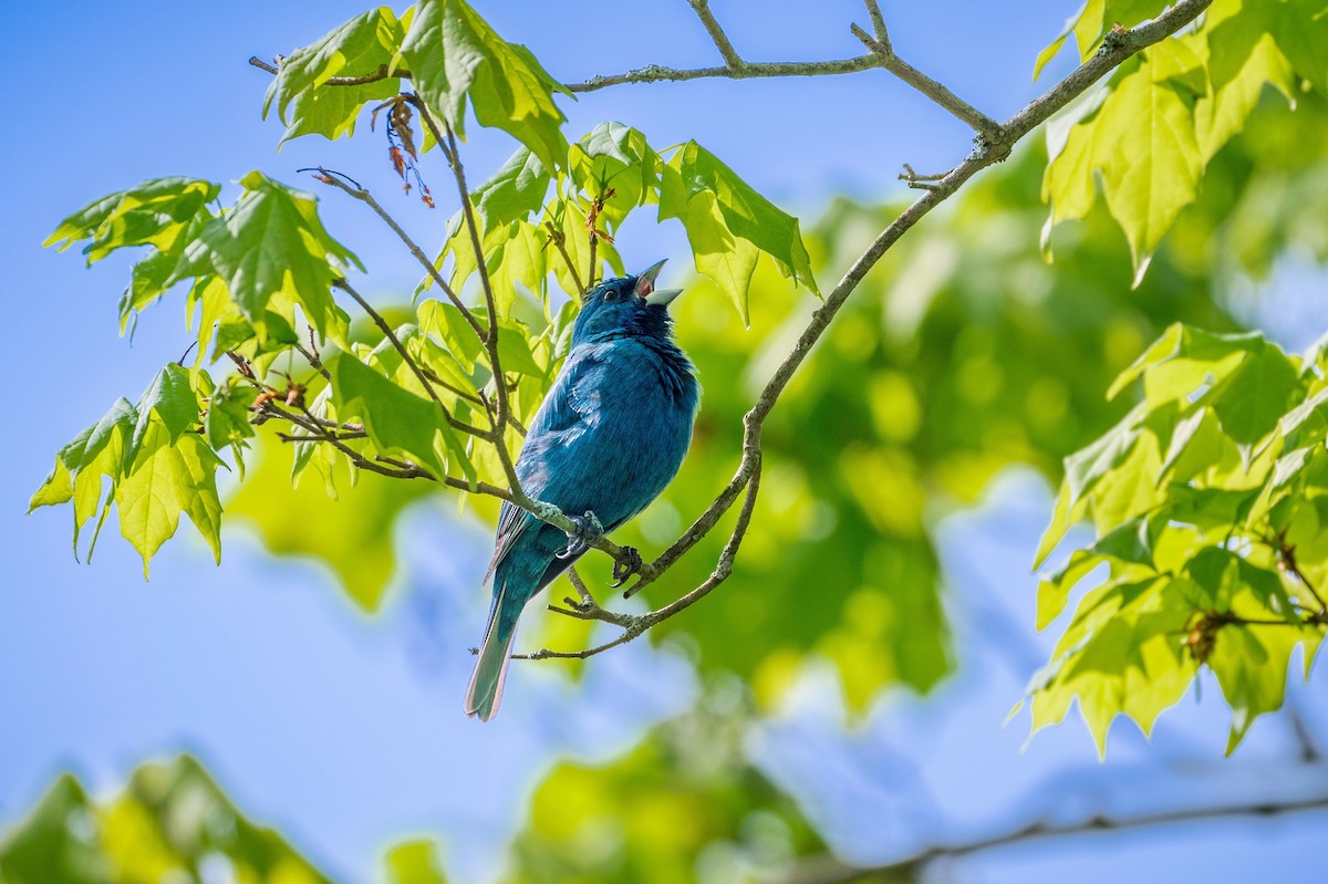 Indigo Bunting - Richard Pockat